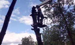 Спил деревьев с автовышки 5 Спил с автовышки 5