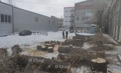 Спил тополей 1 Спил деревьев 1