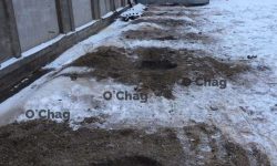 Спил тополей 3 Спил деревьев 3